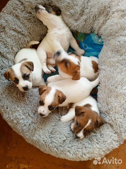 Щенки джек Рассел терьер гладкошерстный