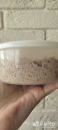 Ржаная закваска для хлеба