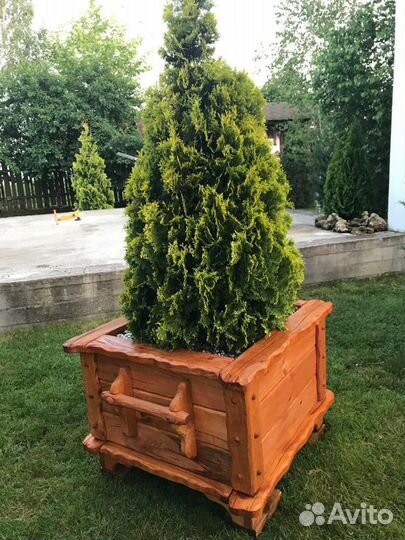 Туя смарагд