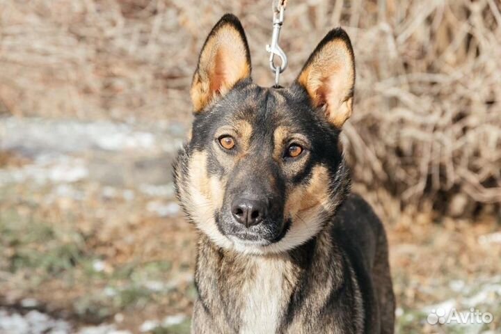 Собака в добрые руки