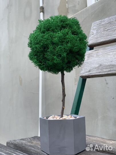 Кашпо со мхом