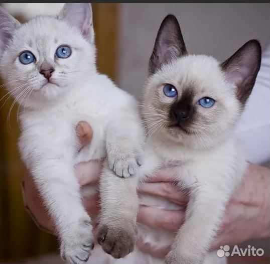 Тайские красавчики, продажа котят от 1.5 мес