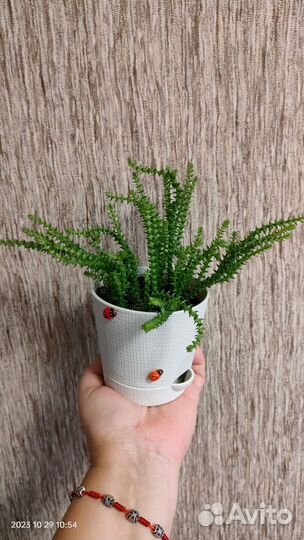 Суккуленты 2