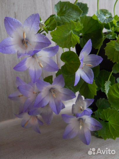 Жених и невеста, кампанула, комнатные растения