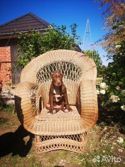 Щенки прайтера