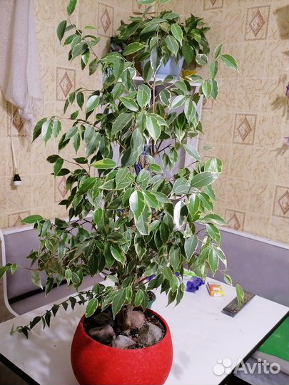 Комнатные цветы