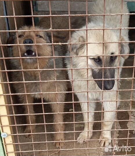 Щенки подростки