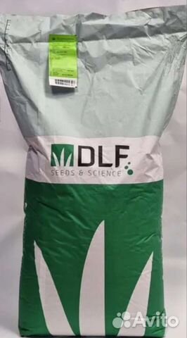 Газонная трава Рабустика