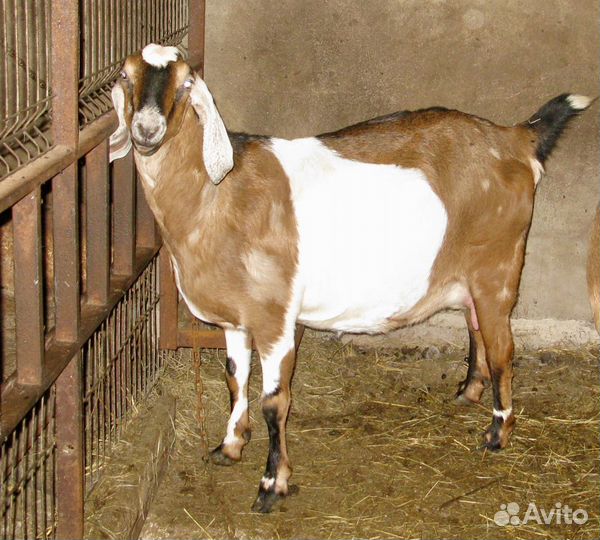 Англо – Нубийские Козлята 100% и дойные козы