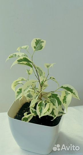 Фикус Гиппеаструм Циперус Пеперомия Растения комна