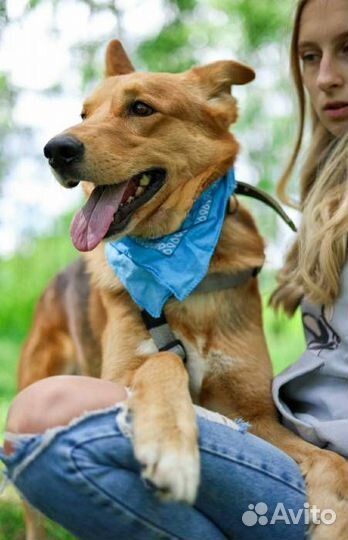 Хозяева переехали и сдали собаку в приют