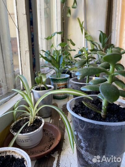 Толстянка, щучий хвост, денежное дерево