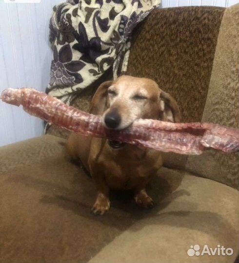 Корм для собак.Бычий корень