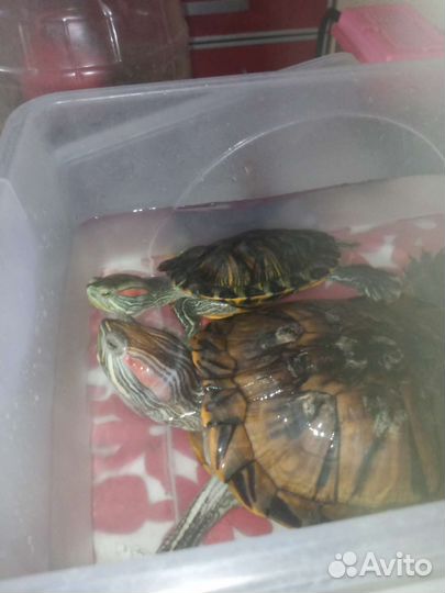 Красноухая черепаха