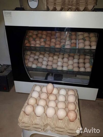 Индюшиные яйца Белой шерокогрудой породы