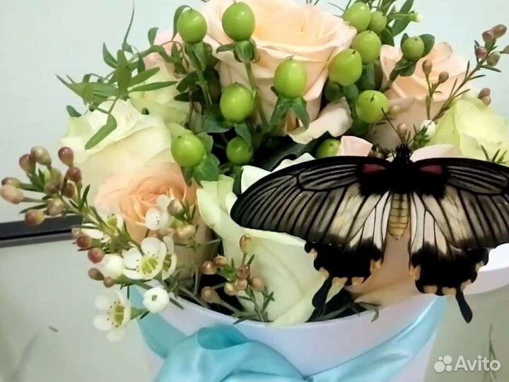 Живые бабочки на подарок