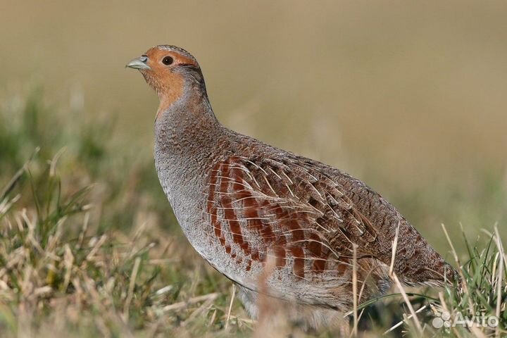 Серая куропатка