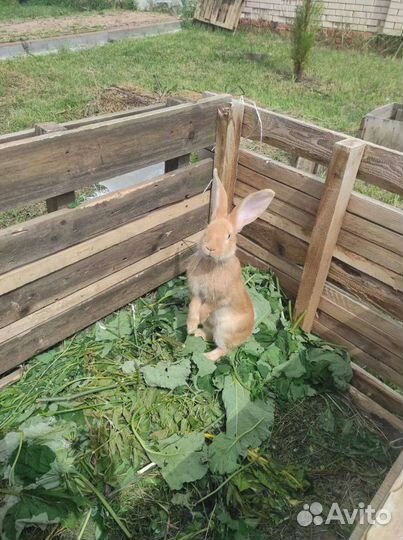 Кролик обыкновенный