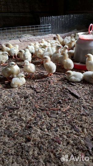 Молодняк птицы