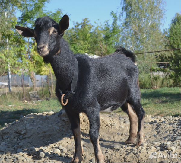 Камерунские козлы и козы на продажу и для вязок