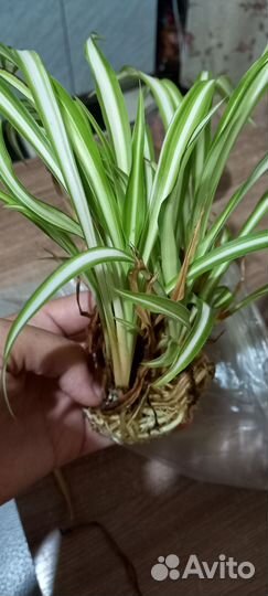 Отростки хлорофитума и не только