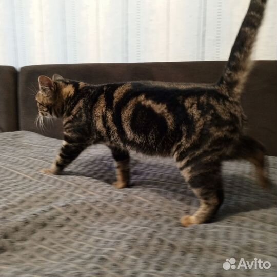 Кошки в добрые руки породистые