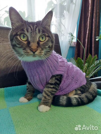 Безрукавка для кошки