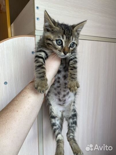 Бенгальская кошка