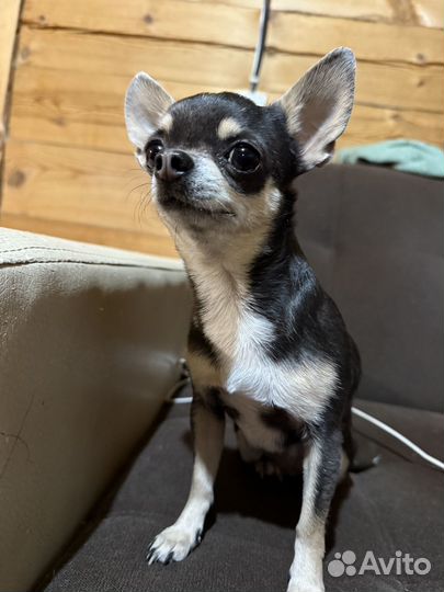 Чихуахуа мини девочка