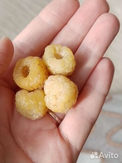 Малина жёлтая саженцы