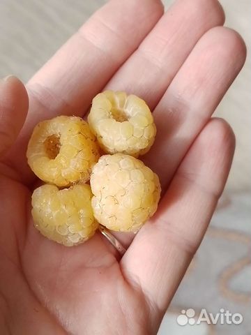 Малина жёлтая саженцы