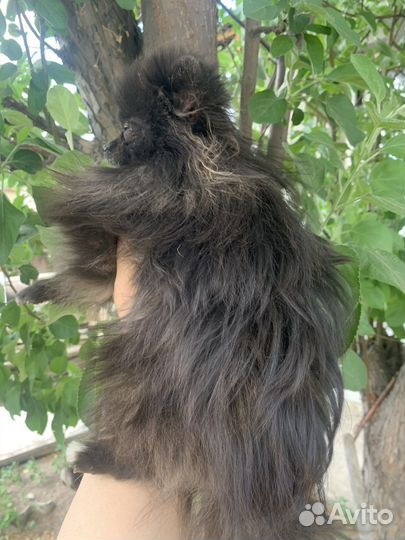 Мини девочка,дев.и мал. малые и померанцы