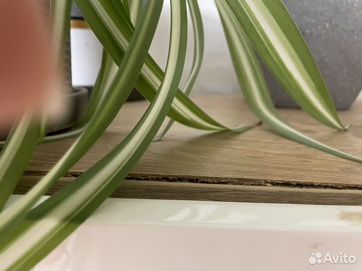 Тумба под тв из клифа с витринами (горка)