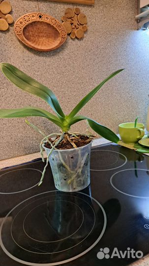 Фаленопсис белый домашний