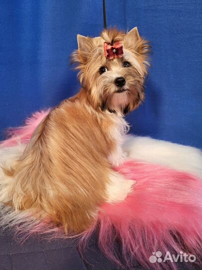 Биколор девочка 6 мес.русалка, золотой йорк