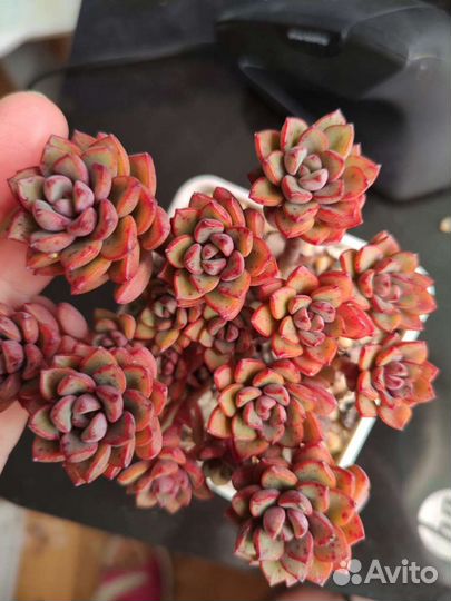Суккуленты эхеверии крассулы