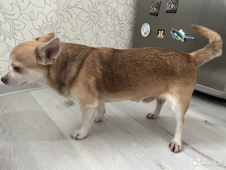 Вязка собаки