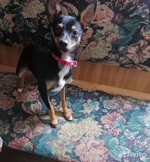 Вязка собак той терьеров