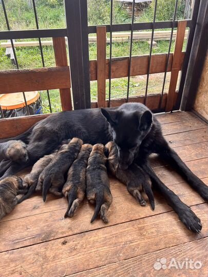 Щенята немцы