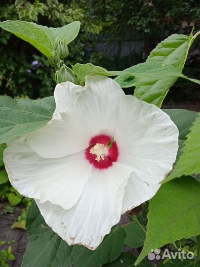 Гибискус травянистый многолетний