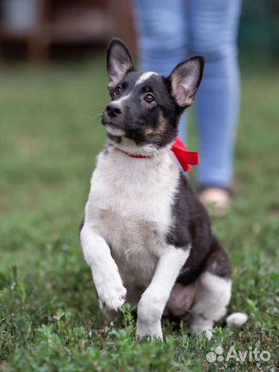 Щенок Милли (девочка 4мес) в дар