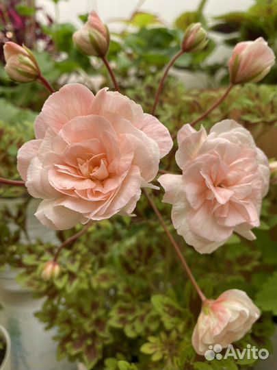 Пеларгония Леона Галактика