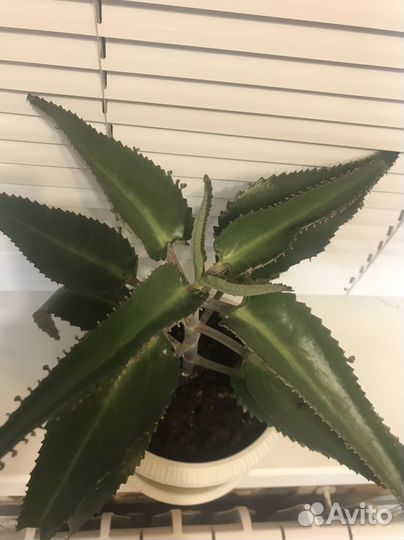 Каланхоэ от насморка