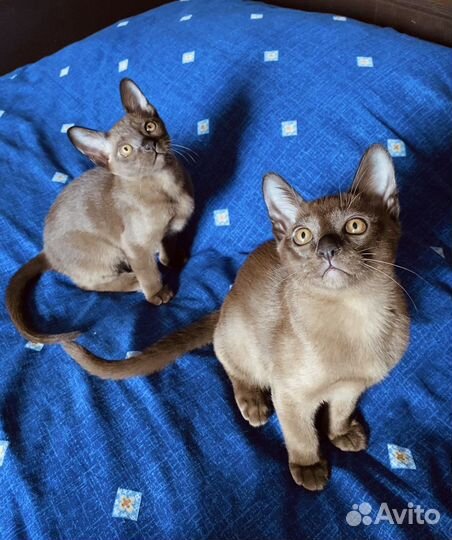 Бурманские котята