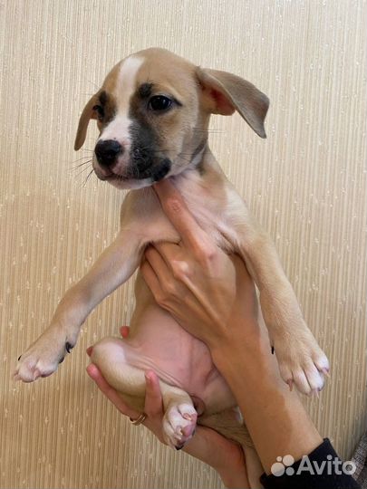 Щенки стаффорда