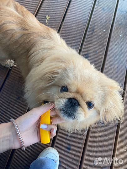 Вязка пекинес