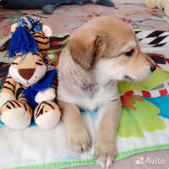 Лора ищет дом