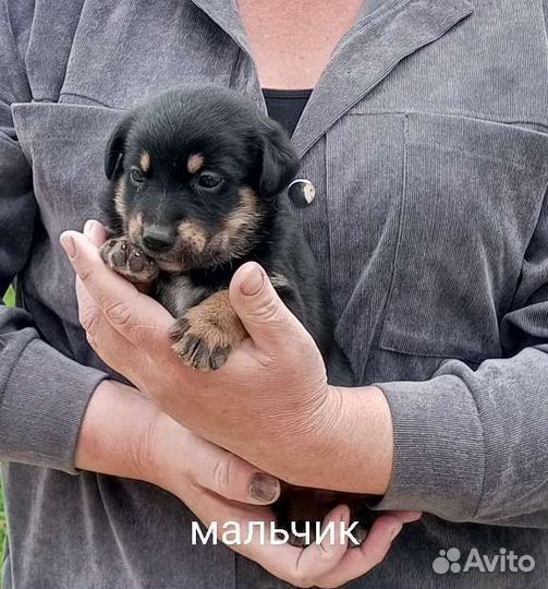 Двортерьер