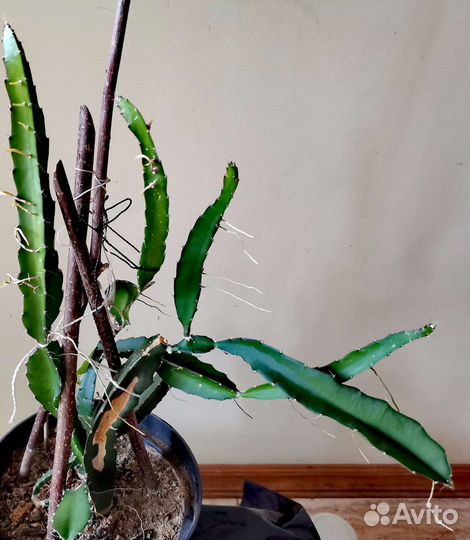 Фрукт дракона - питахайя, драгонфрут