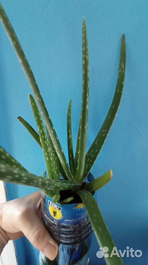 Алоэ вера. саженцы
